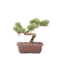 Mädchenkiefer 'Pinus parviflora'