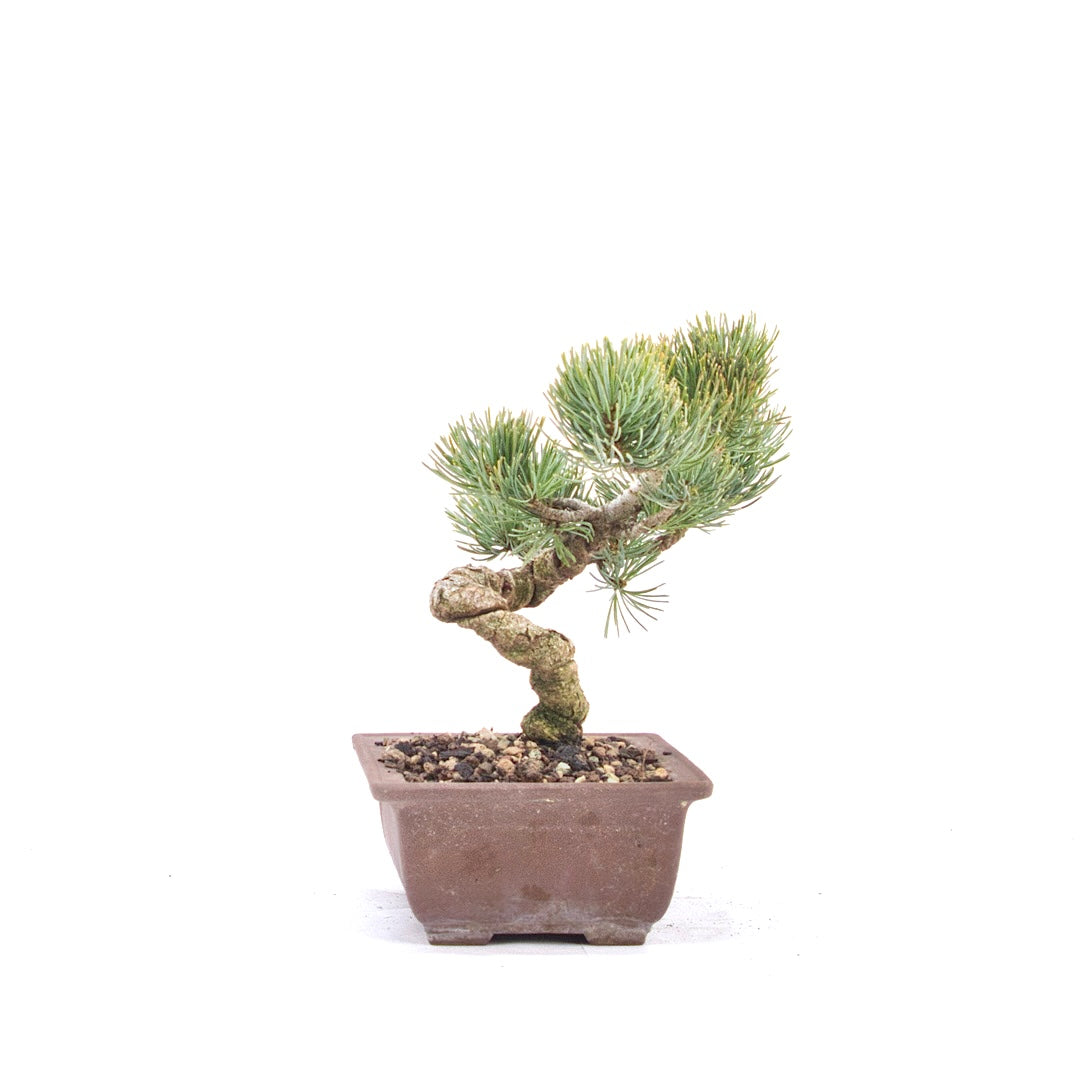 Mädchenkiefer 'Pinus parviflora'