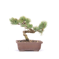 Mädchenkiefer 'Pinus parviflora'