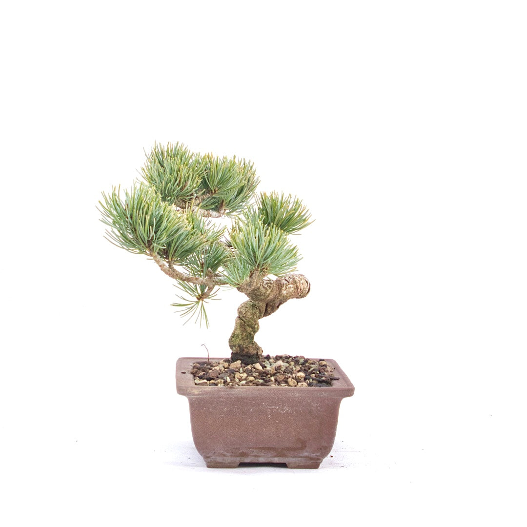 Mädchenkiefer 'Pinus parviflora'