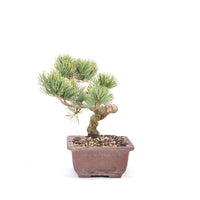 Mädchenkiefer 'Pinus parviflora'