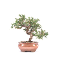 Chinesischer Wacholder 'Juniperus chinensis kyushu'