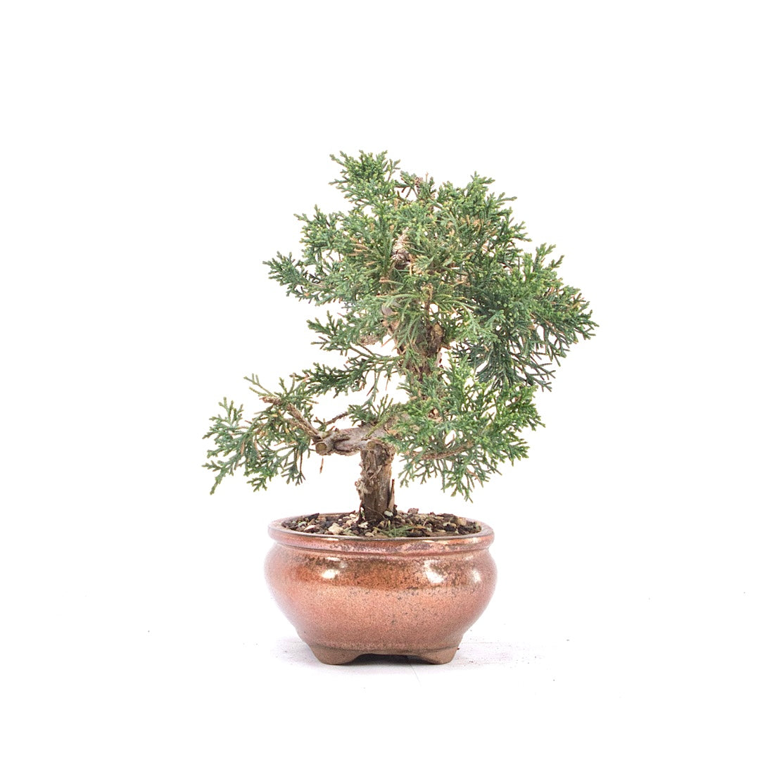 Chinesischer Wacholder 'Juniperus chinensis kyushu'