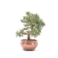 Chinesischer Wacholder 'Juniperus chinensis kyushu'