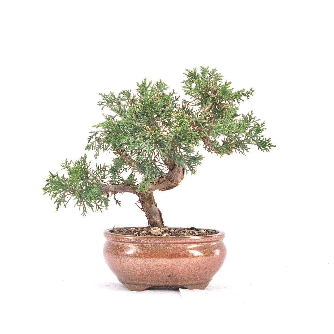 Chinesischer Wacholder 'Juniperus chinensis kyushu'