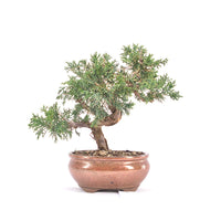 Chinesischer Wacholder 'Juniperus chinensis kyushu'