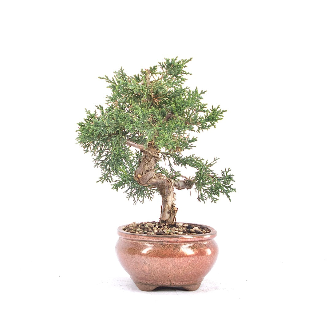 Chinesischer Wacholder 'Juniperus chinensis kyushu'