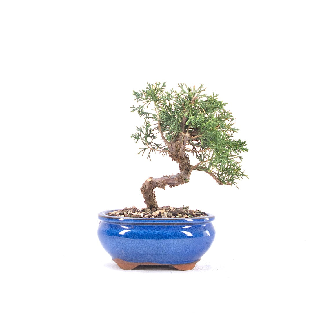 Chinesischer Wacholder 'Juniperus chinensis kyushu'
