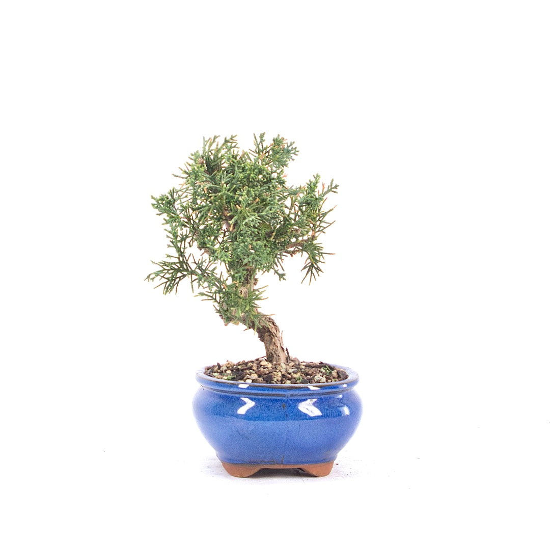Chinesischer Wacholder 'Juniperus chinensis kyushu'