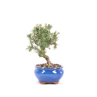 Chinesischer Wacholder 'Juniperus chinensis kyushu'