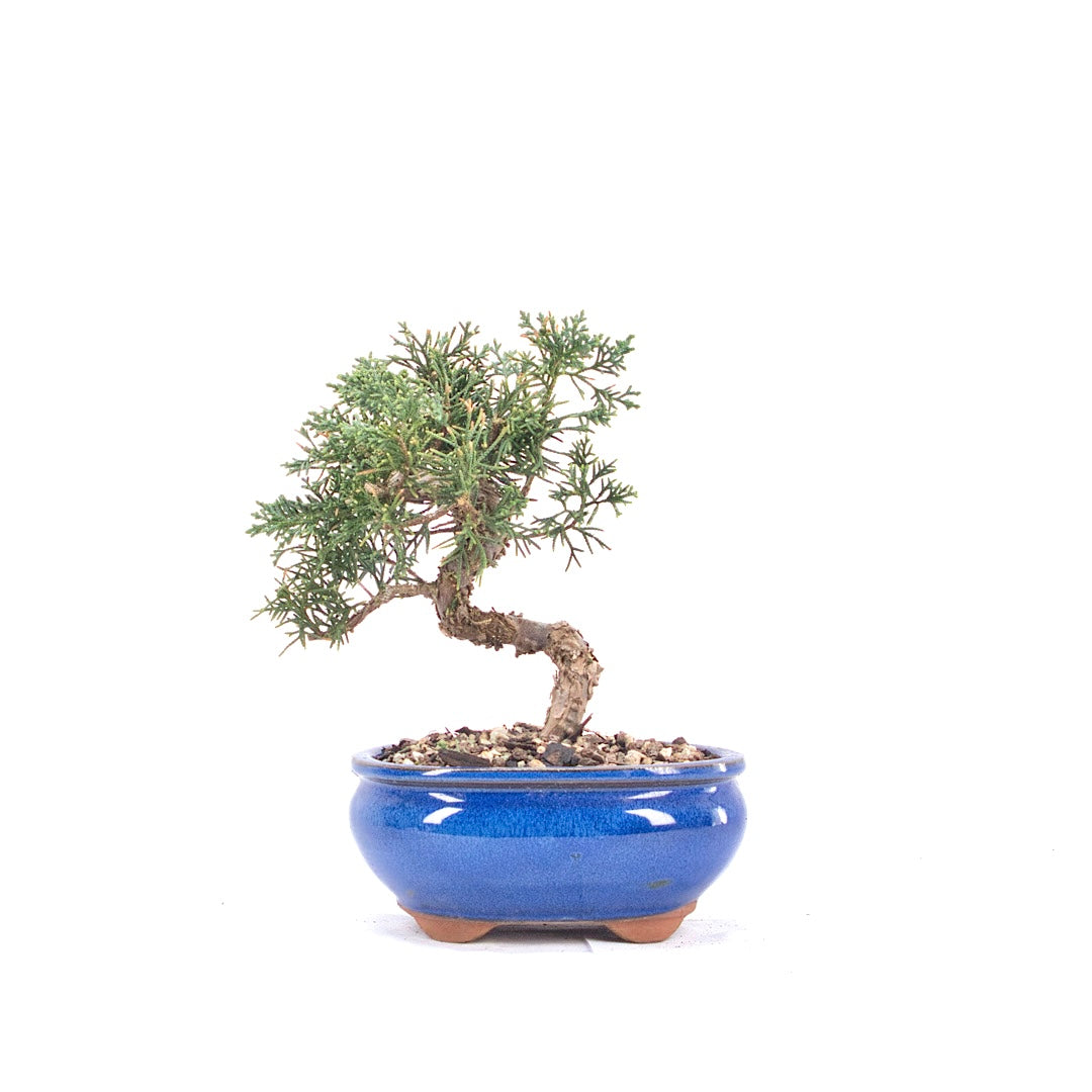 Chinesischer Wacholder 'Juniperus chinensis kyushu'