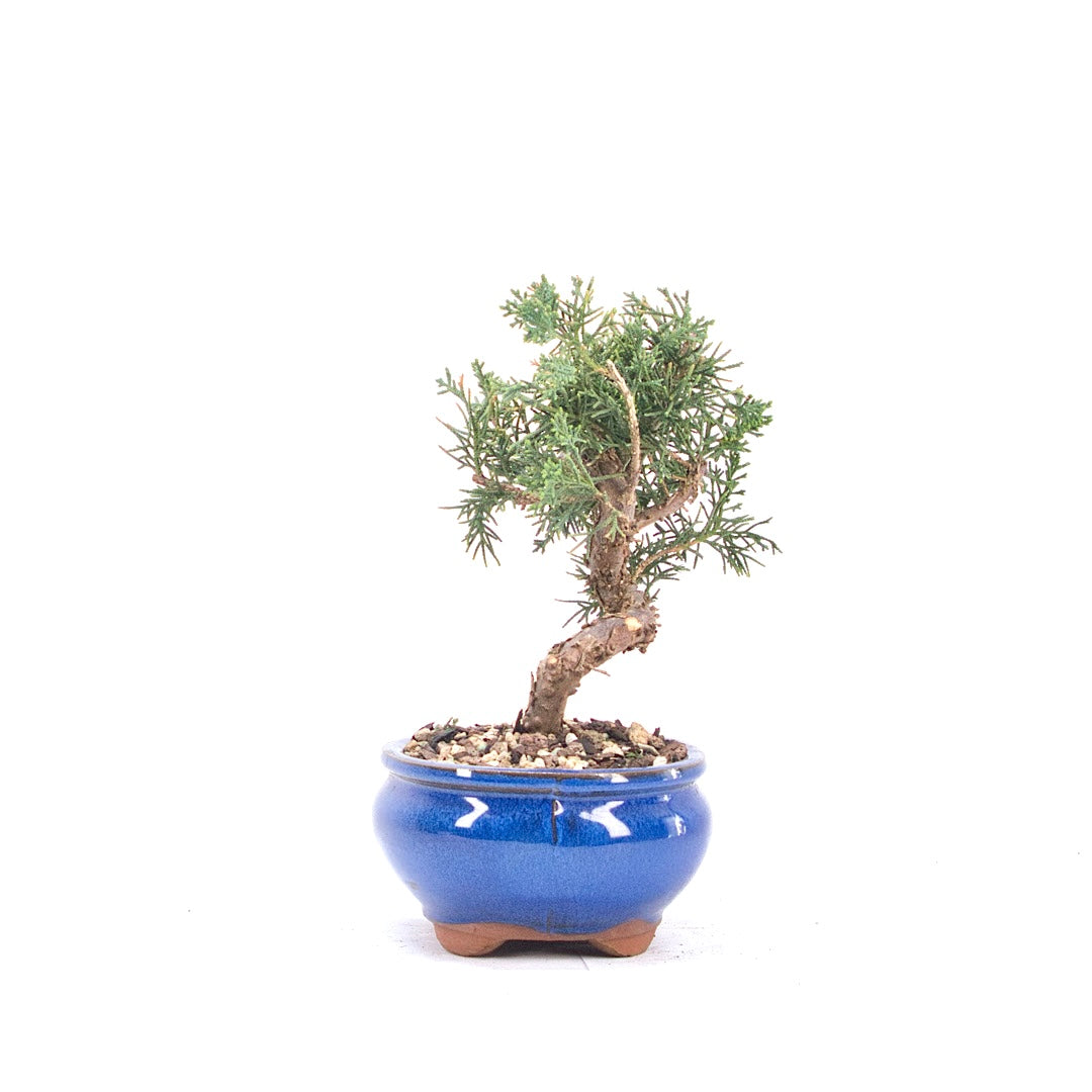 Chinesischer Wacholder 'Juniperus chinensis kyushu'
