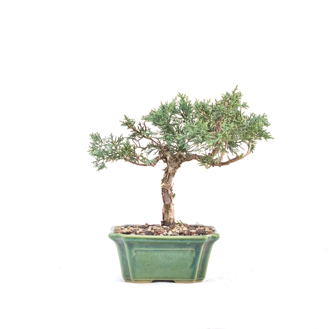 Chinesischer Wacholder 'Juniperus chinensis kyushu'