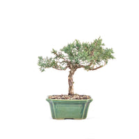 Chinesischer Wacholder 'Juniperus chinensis kyushu'