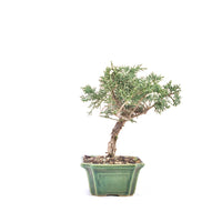 Chinesischer Wacholder 'Juniperus chinensis kyushu'