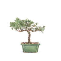 Chinesischer Wacholder 'Juniperus chinensis kyushu'