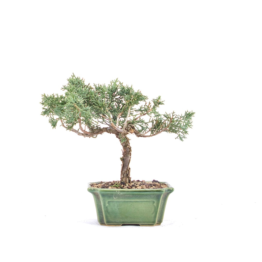 Chinesischer Wacholder 'Juniperus chinensis kyushu'