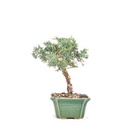 Chinesischer Wacholder 'Juniperus chinensis kyushu'