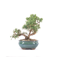 Chinesischer Wacholder 'Juniperus chinensis kyushu'
