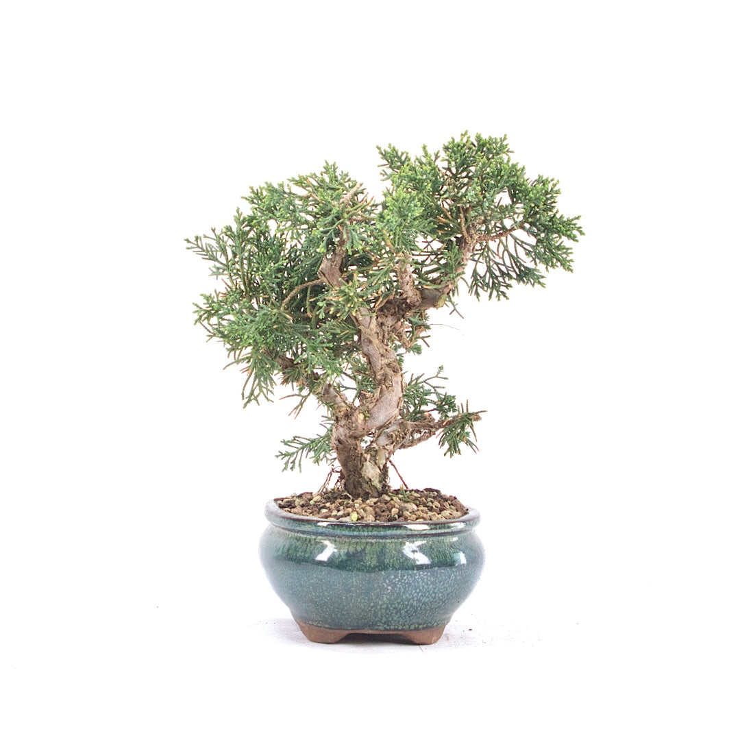 Chinesischer Wacholder 'Juniperus chinensis kyushu'