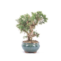 Chinesischer Wacholder 'Juniperus chinensis kyushu'