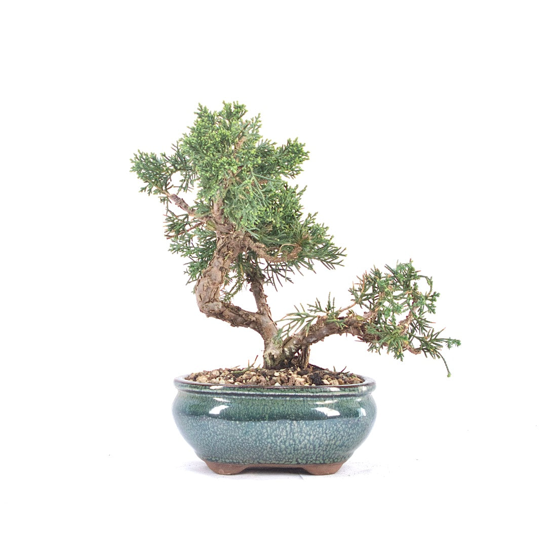Chinesischer Wacholder 'Juniperus chinensis kyushu'