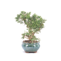 Chinesischer Wacholder 'Juniperus chinensis kyushu'