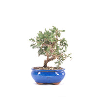 Chinesischer Wacholder 'Juniperus chinensis kyushu'