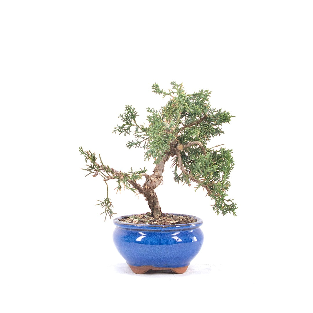 Chinesischer Wacholder 'Juniperus chinensis kyushu'
