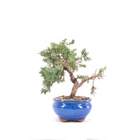 Chinesischer Wacholder 'Juniperus chinensis kyushu'