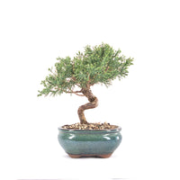 Chinesischer Wacholder 'Juniperus chinensis kyushu'