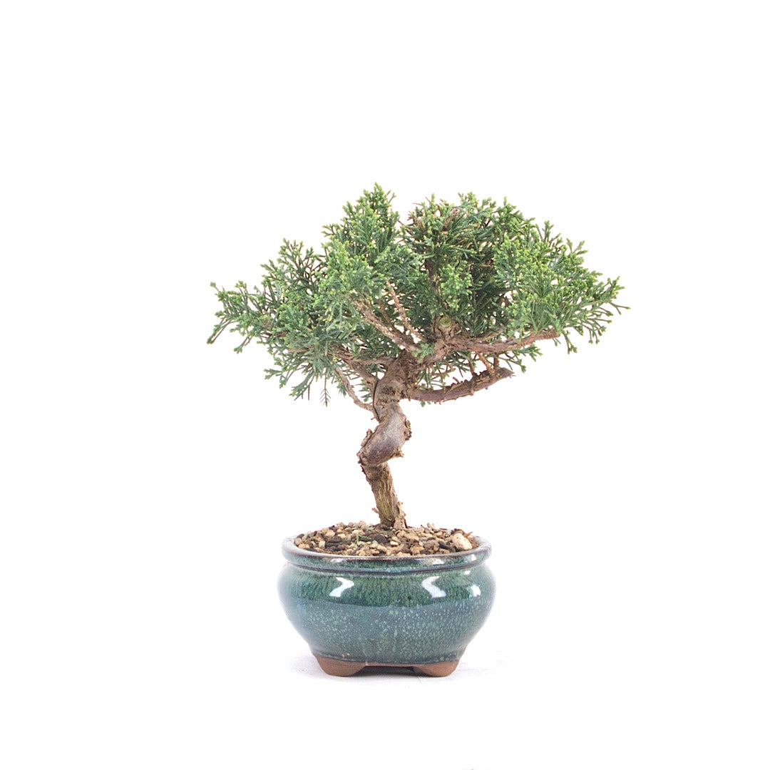 Chinesischer Wacholder 'Juniperus chinensis kyushu'