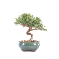 Chinesischer Wacholder 'Juniperus chinensis kyushu'