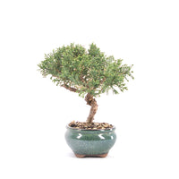 Chinesischer Wacholder 'Juniperus chinensis kyushu'