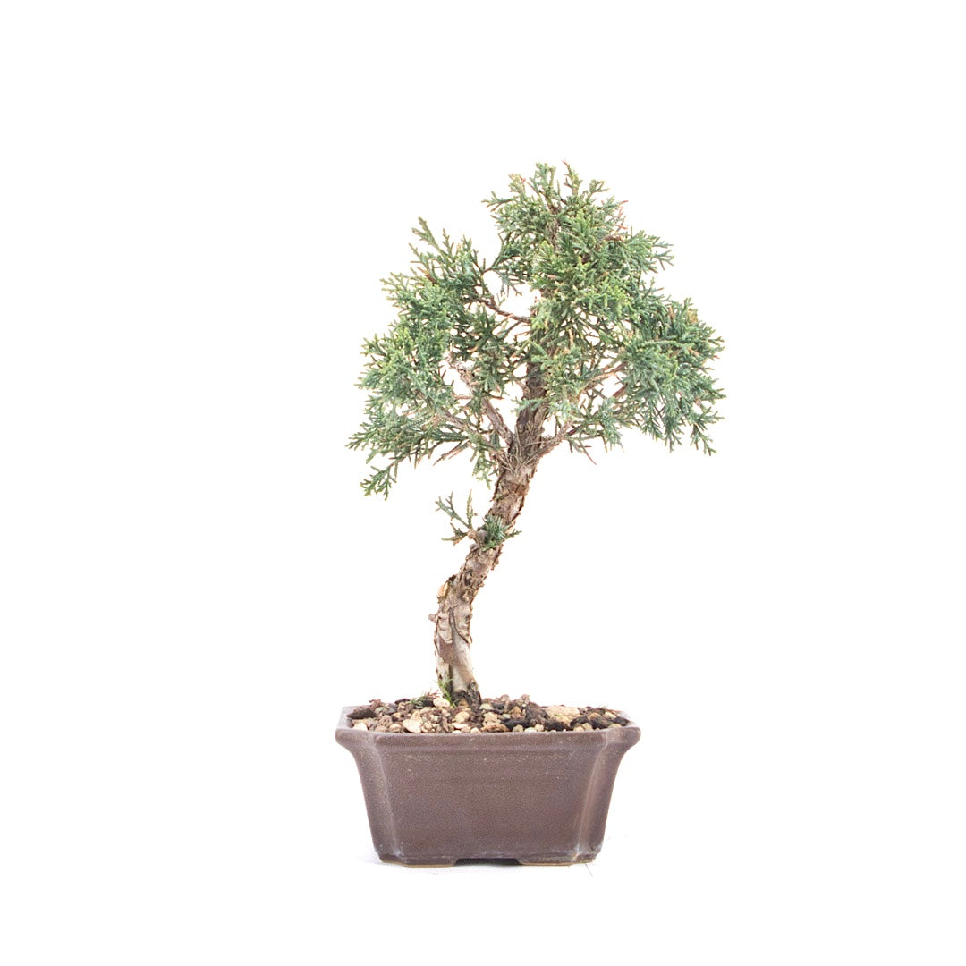 Chinesischer Wacholder 'Juniperus chinensis kyushu'