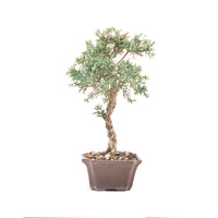 Chinesischer Wacholder 'Juniperus chinensis kyushu'