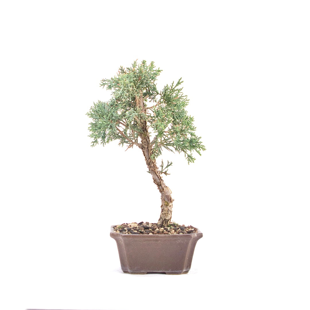 Chinesischer Wacholder 'Juniperus chinensis kyushu'