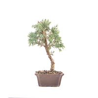 Chinesischer Wacholder 'Juniperus chinensis kyushu'