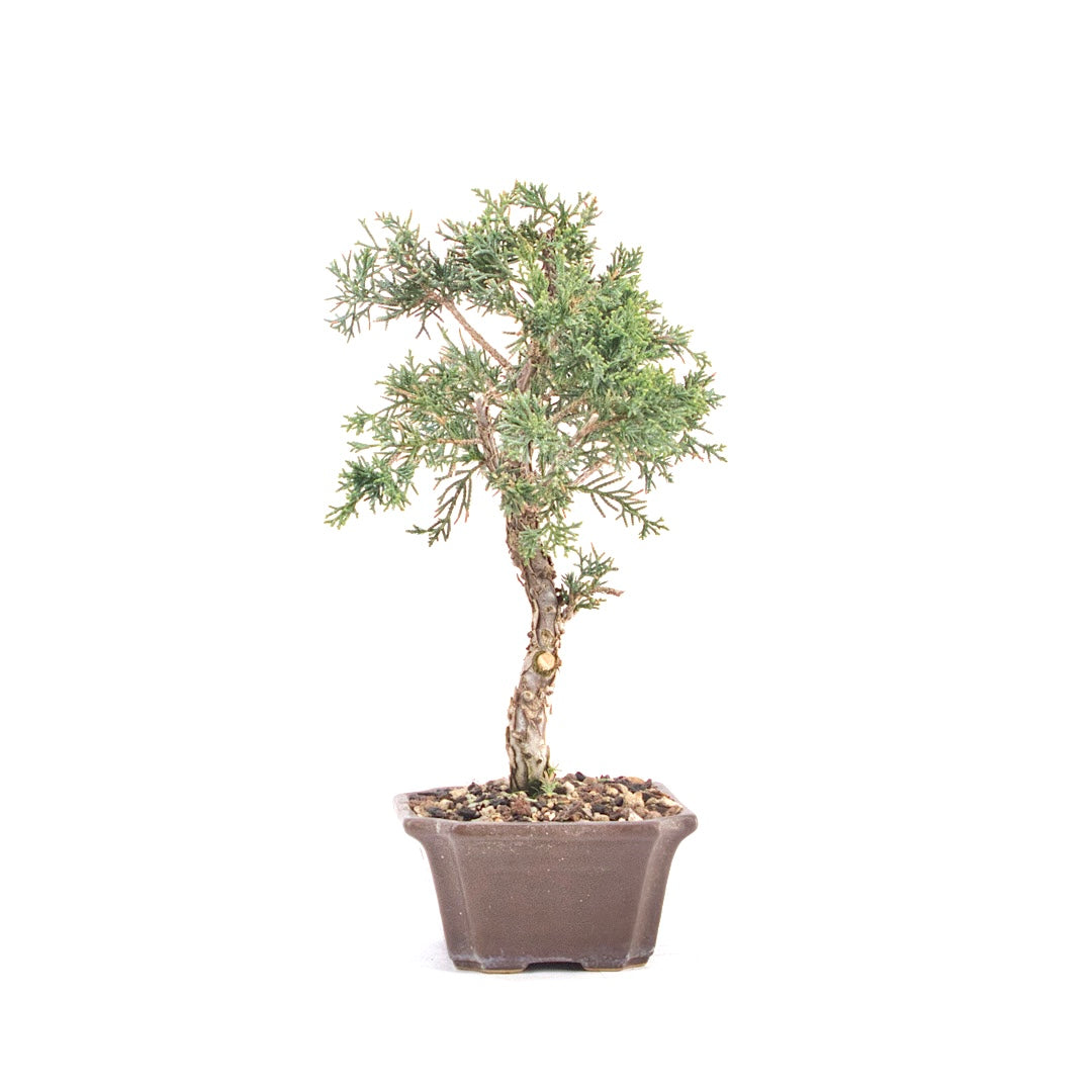 Chinesischer Wacholder 'Juniperus chinensis kyushu'