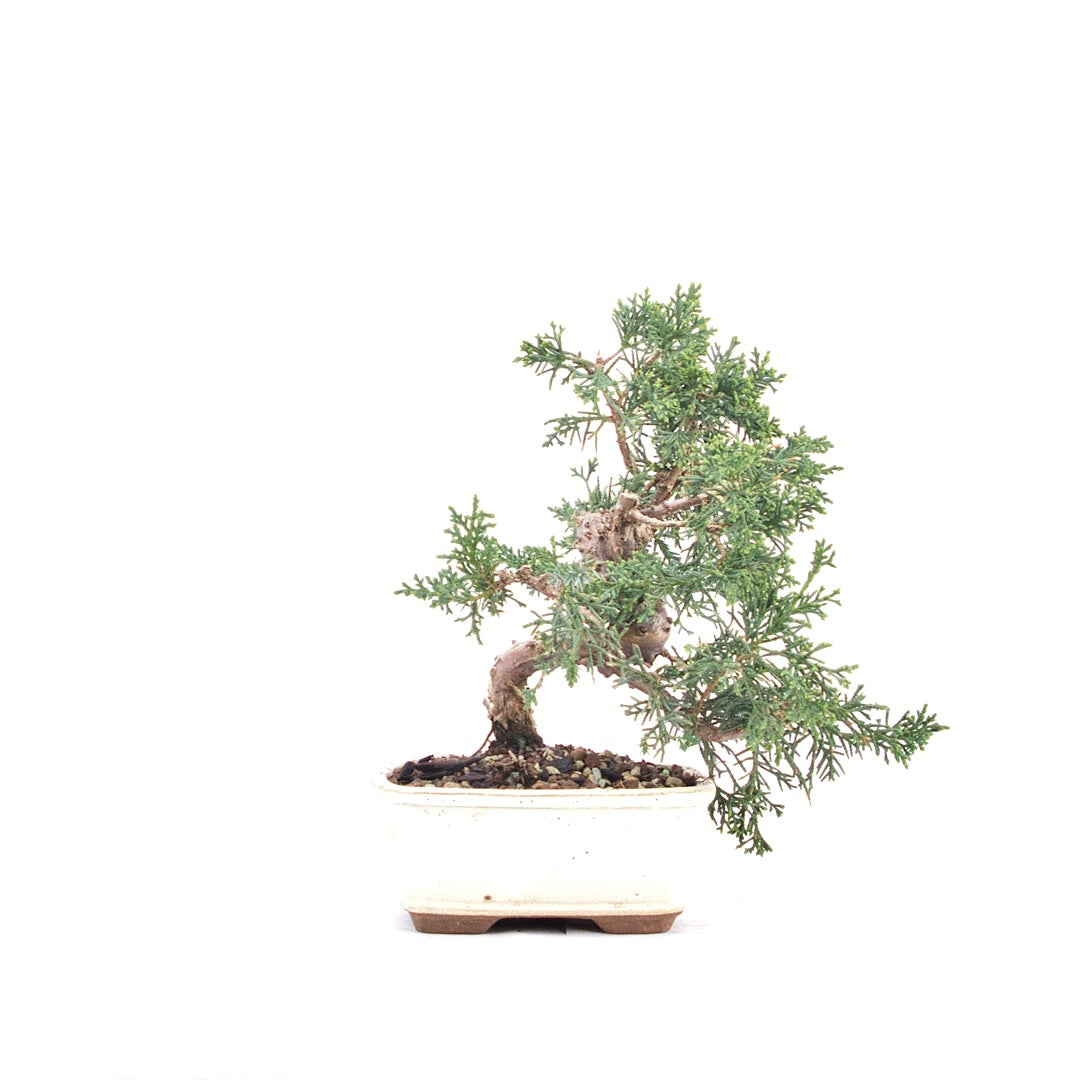 Chinesischer Wacholder 'Juniperus chinensis kyushu'