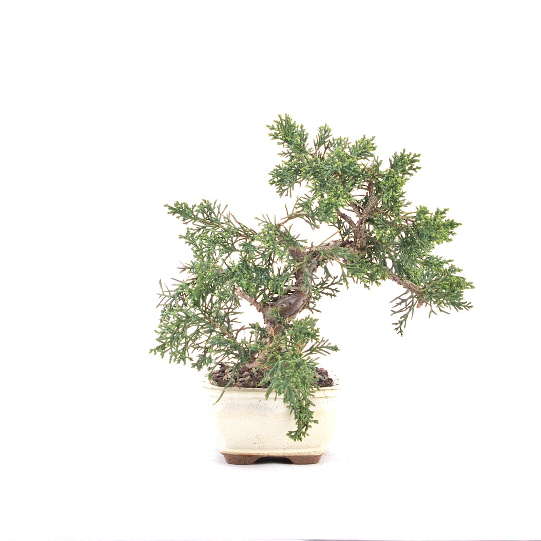 Chinesischer Wacholder 'Juniperus chinensis kyushu'