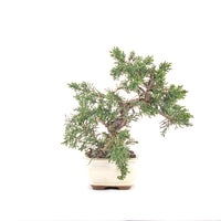 Chinesischer Wacholder 'Juniperus chinensis kyushu'