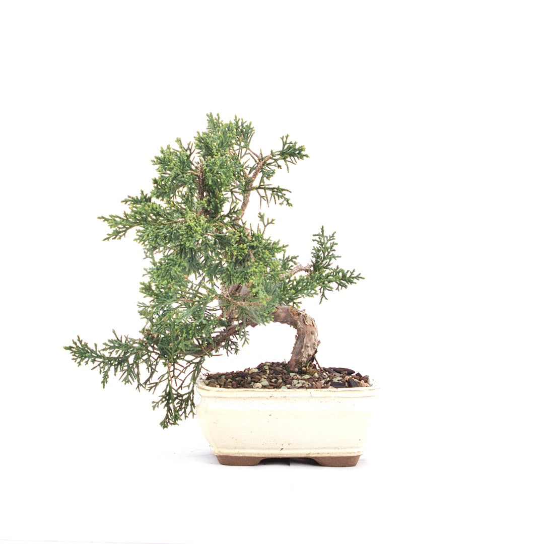 Chinesischer Wacholder 'Juniperus chinensis kyushu'