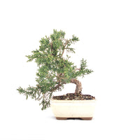 Chinesischer Wacholder 'Juniperus chinensis kyushu'
