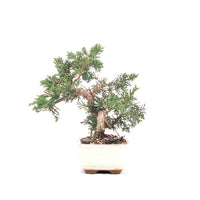 Chinesischer Wacholder 'Juniperus chinensis kyushu'
