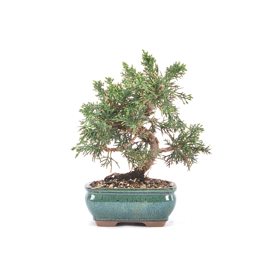 Chinesischer Wacholder 'Juniperus chinensis kyushu'