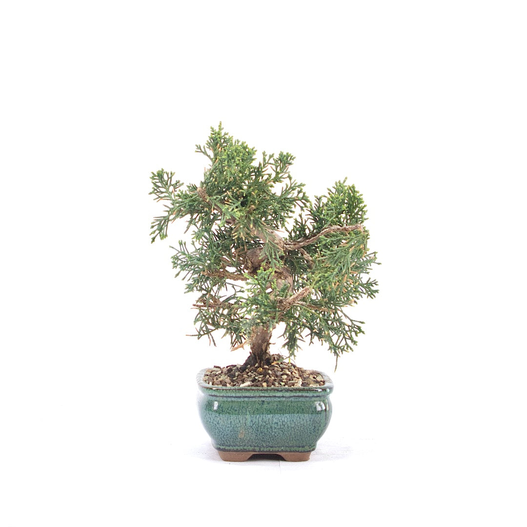 Chinesischer Wacholder 'Juniperus chinensis kyushu'