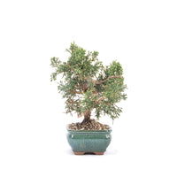 Chinesischer Wacholder 'Juniperus chinensis kyushu'