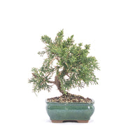 Chinesischer Wacholder 'Juniperus chinensis kyushu'