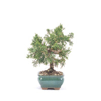 Chinesischer Wacholder 'Juniperus chinensis kyushu'